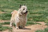 CAIRN TERRIER 611